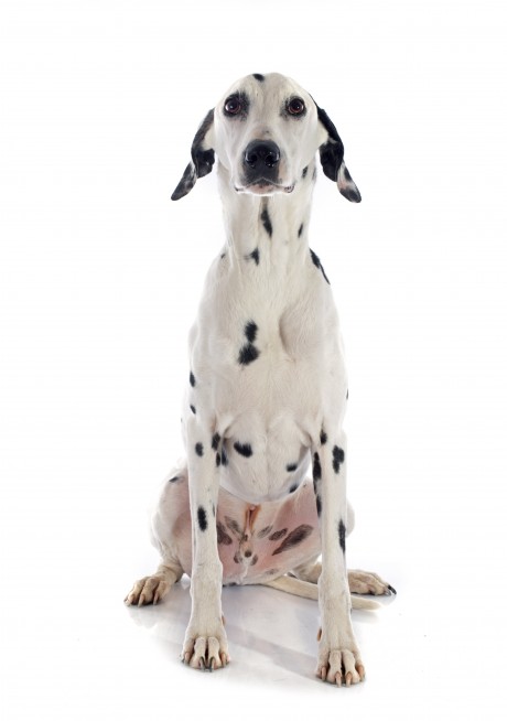 בוגר - שנה עד 10 שנים